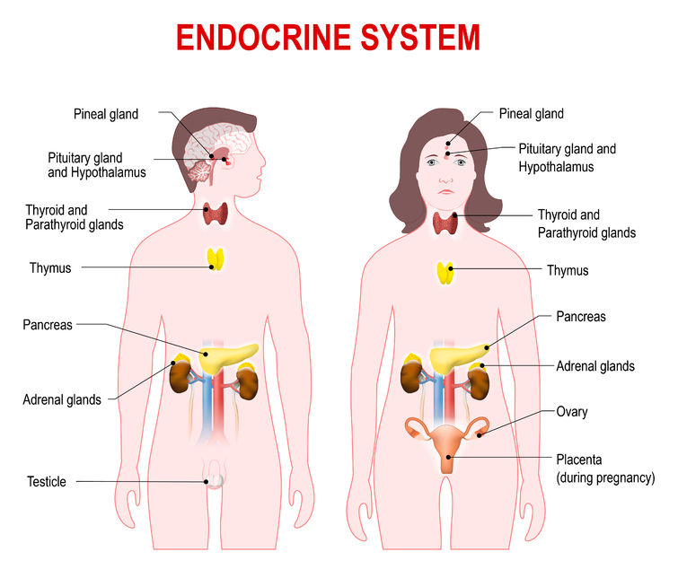 adrenal fatigue thyroid